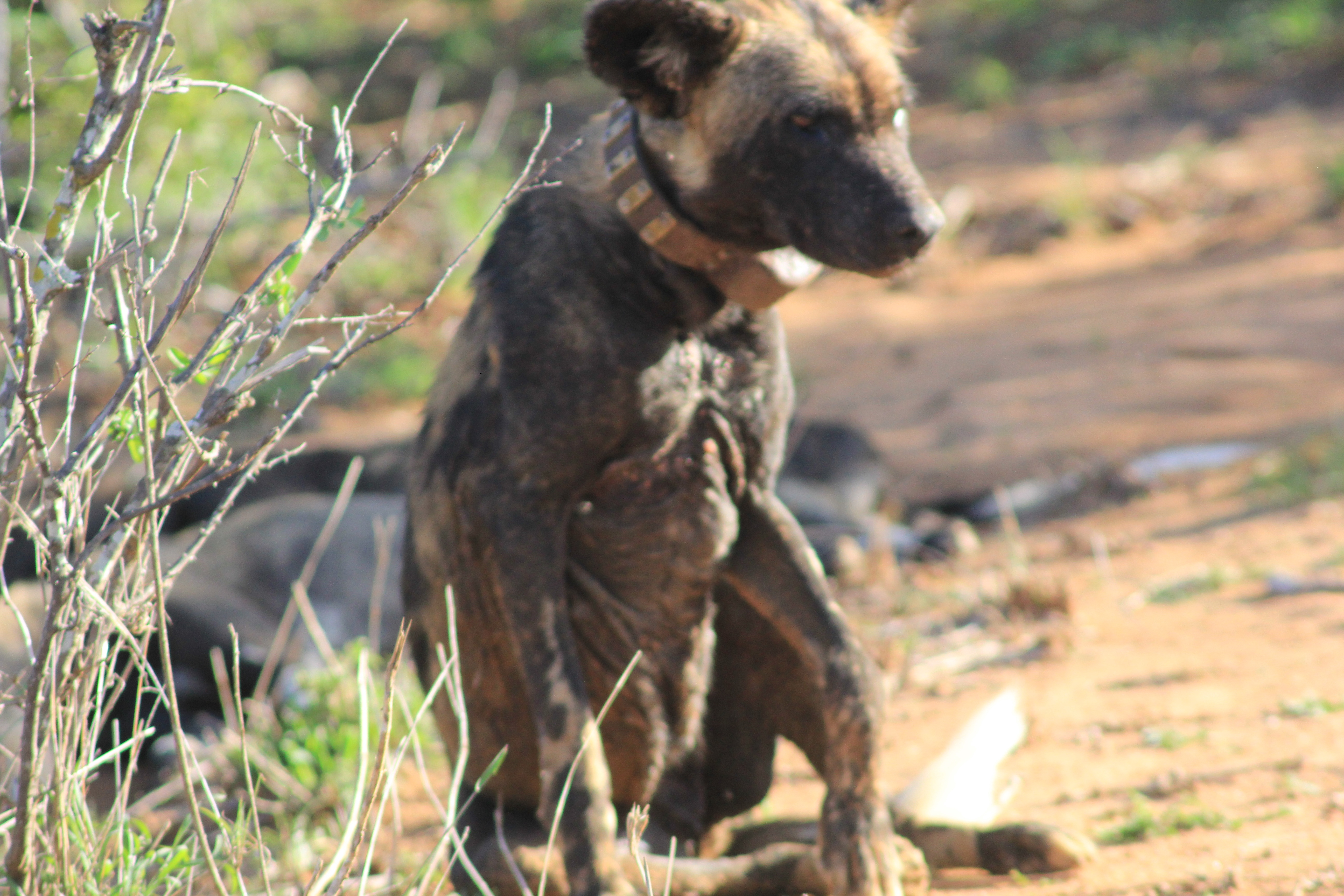 African Wild Dogs Image 1
