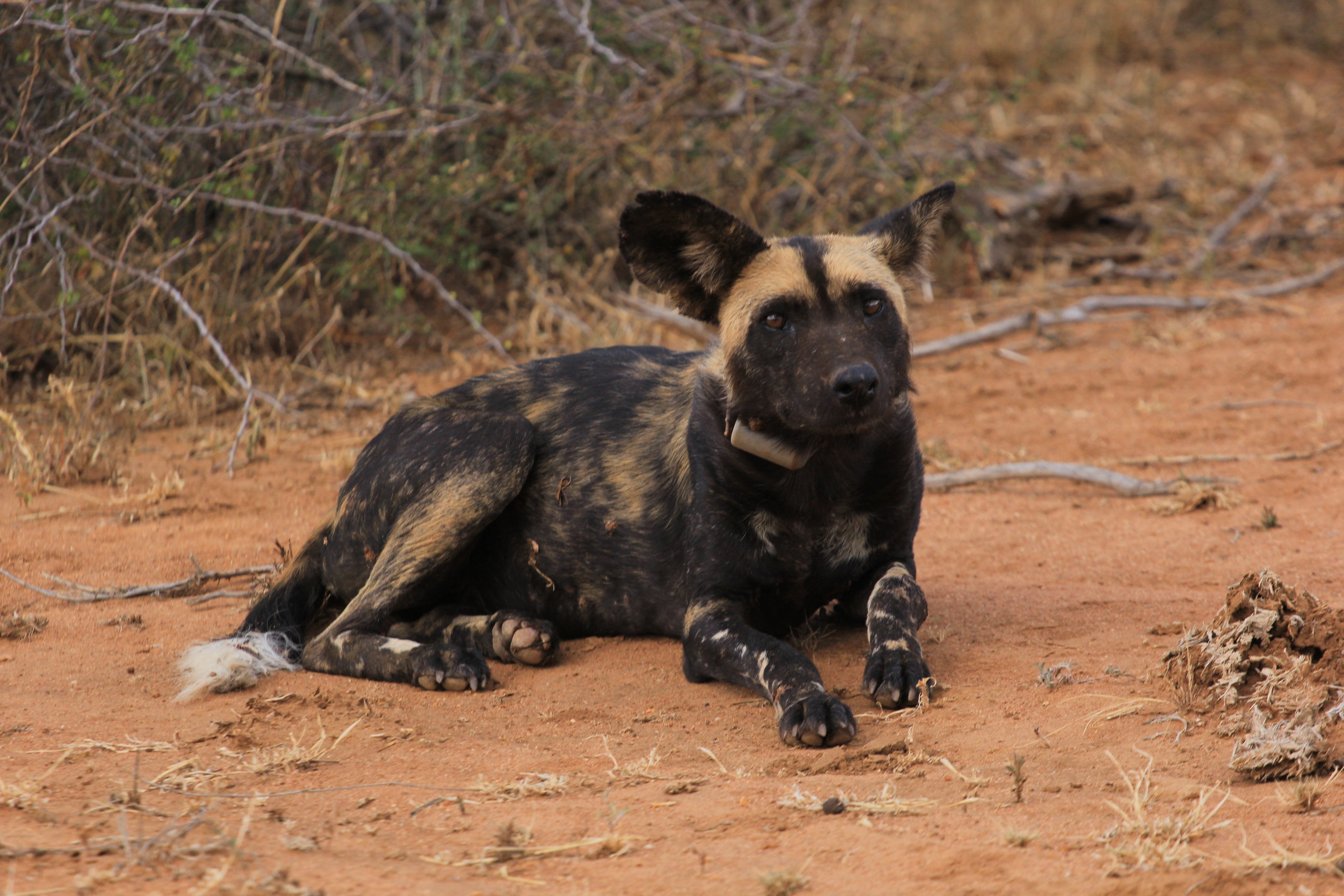 African Wild Dogs Image 10