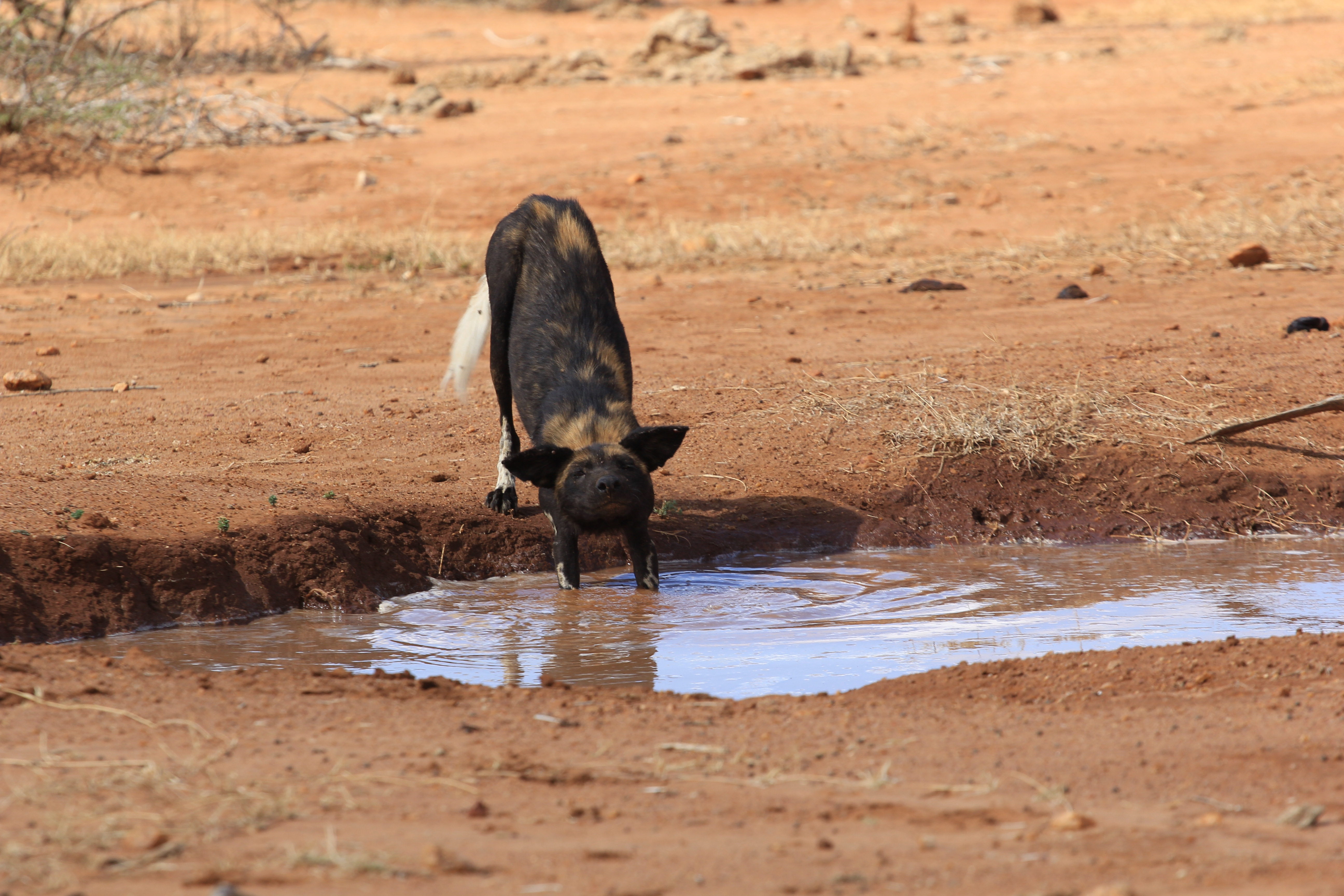 African Wild Dogs Image 12