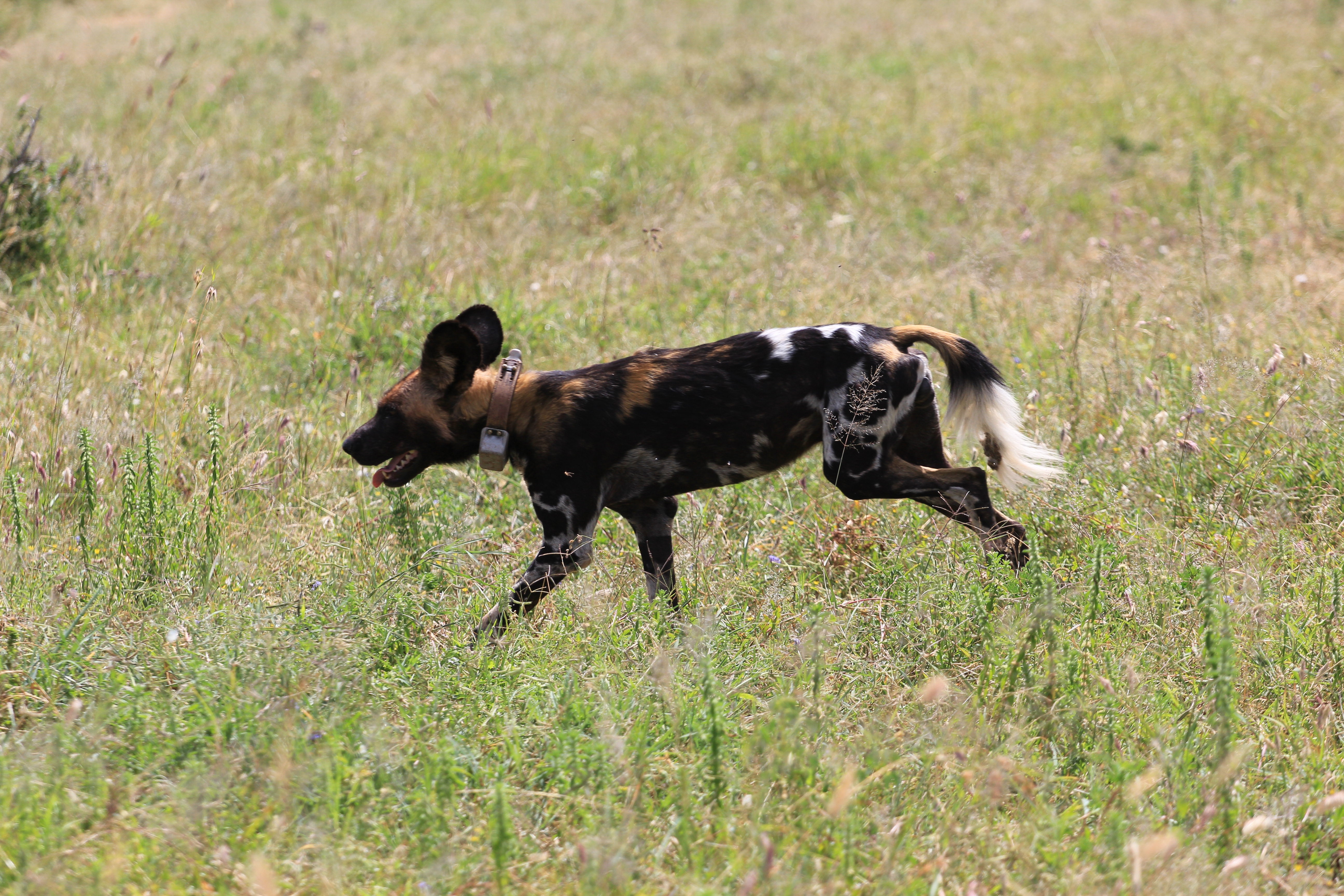 African Wild Dogs Image 13