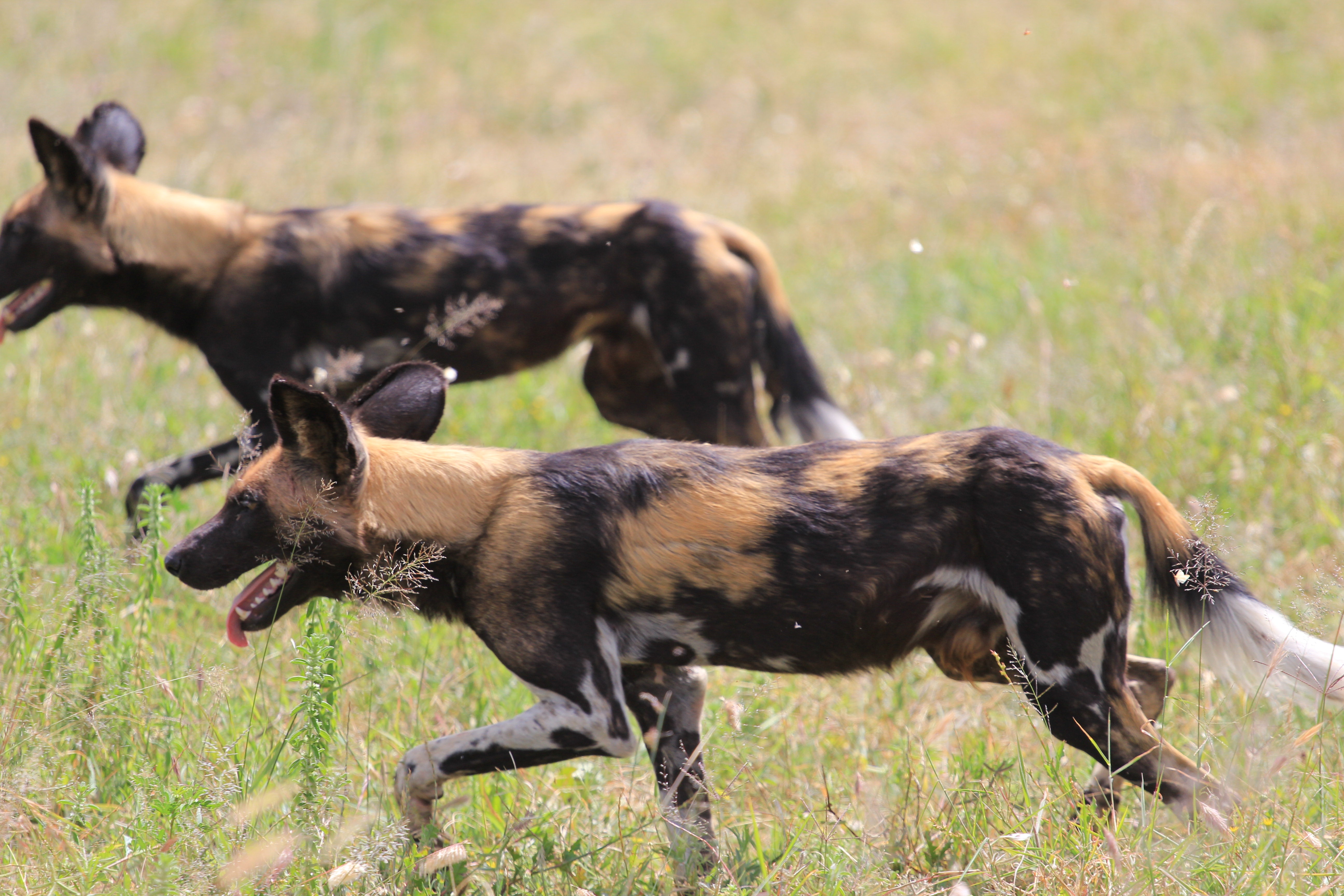 African Wild Dogs Image 14