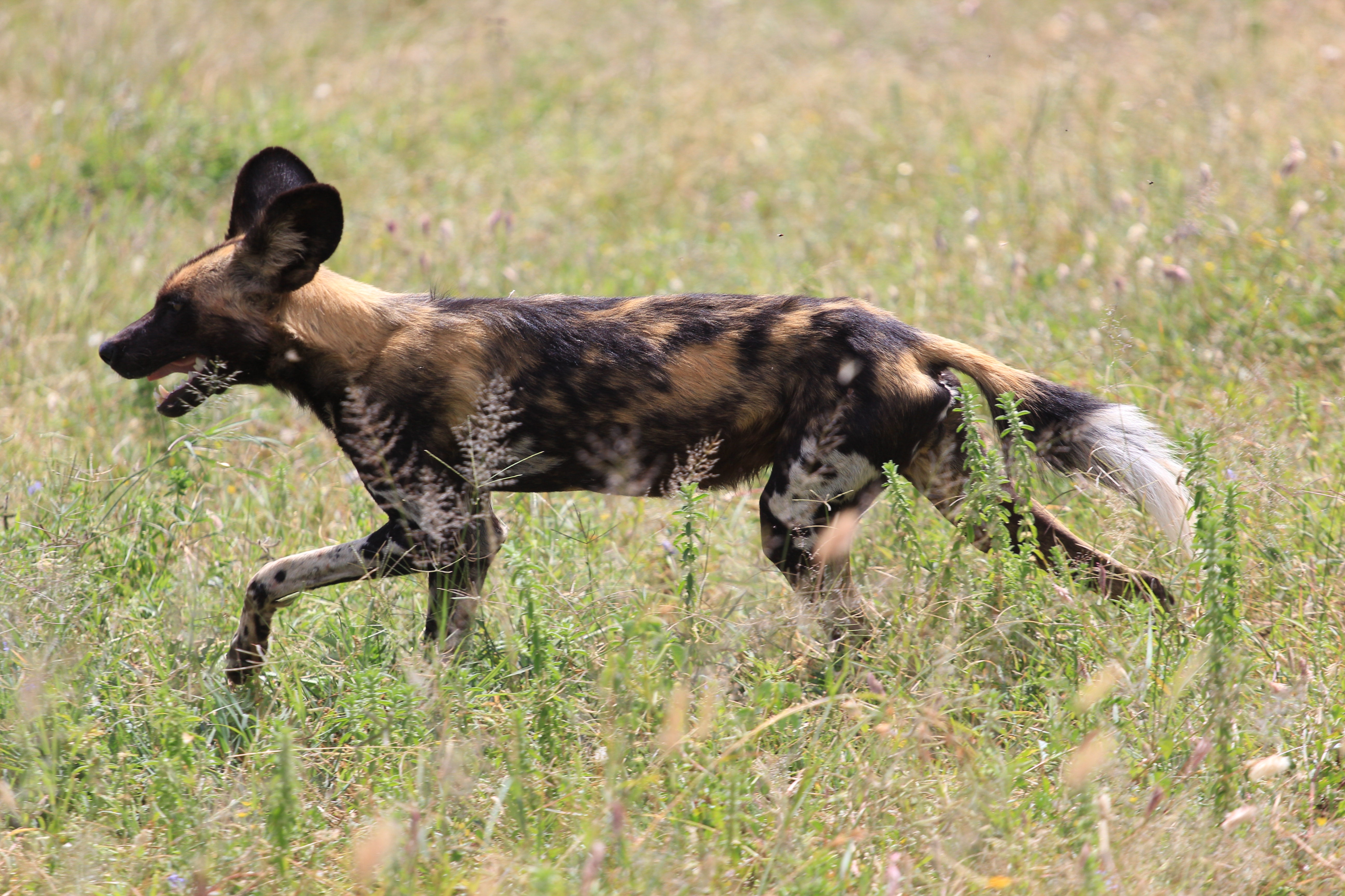 African Wild Dogs Image 15