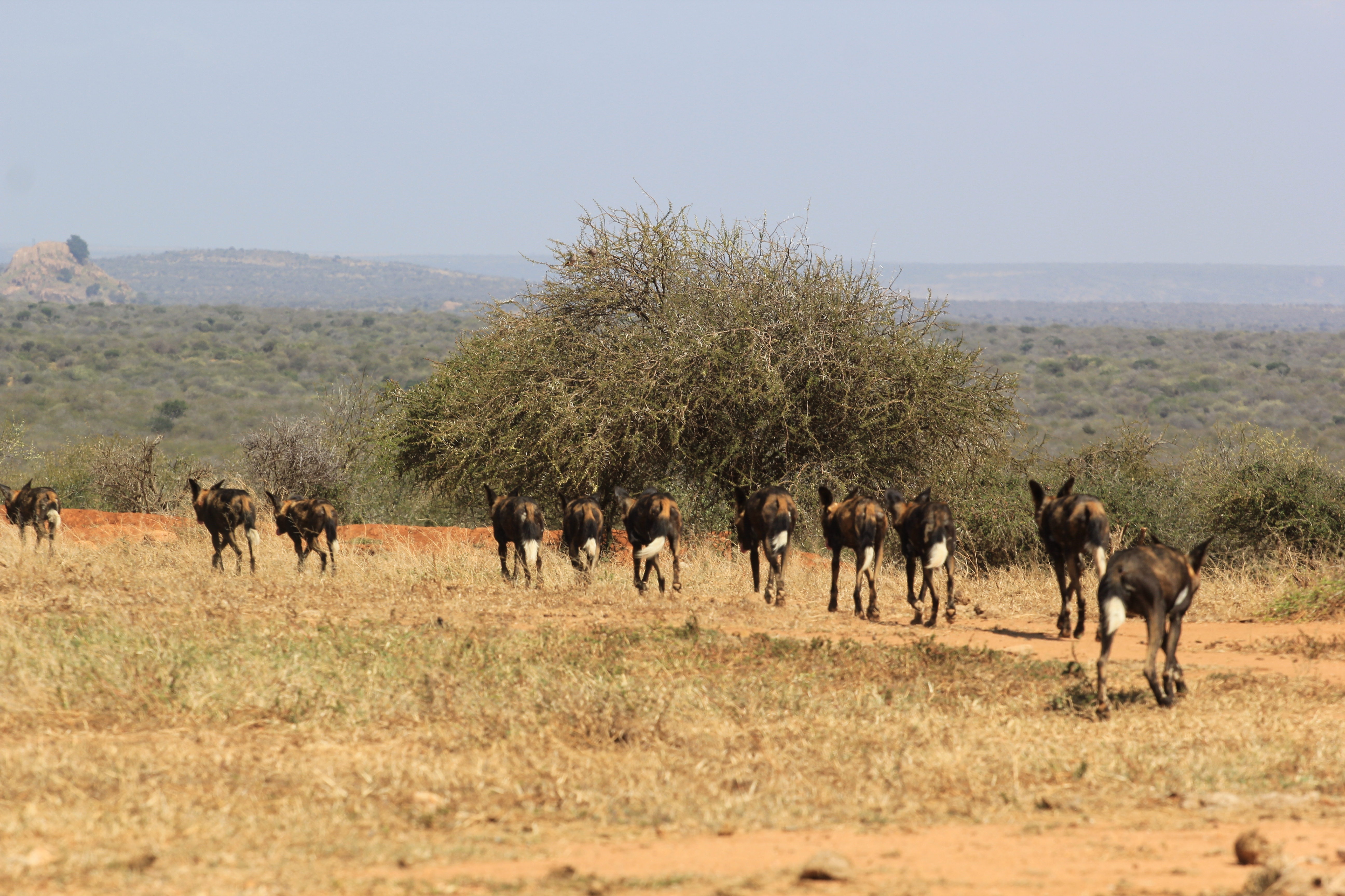 African Wild Dogs Image 16