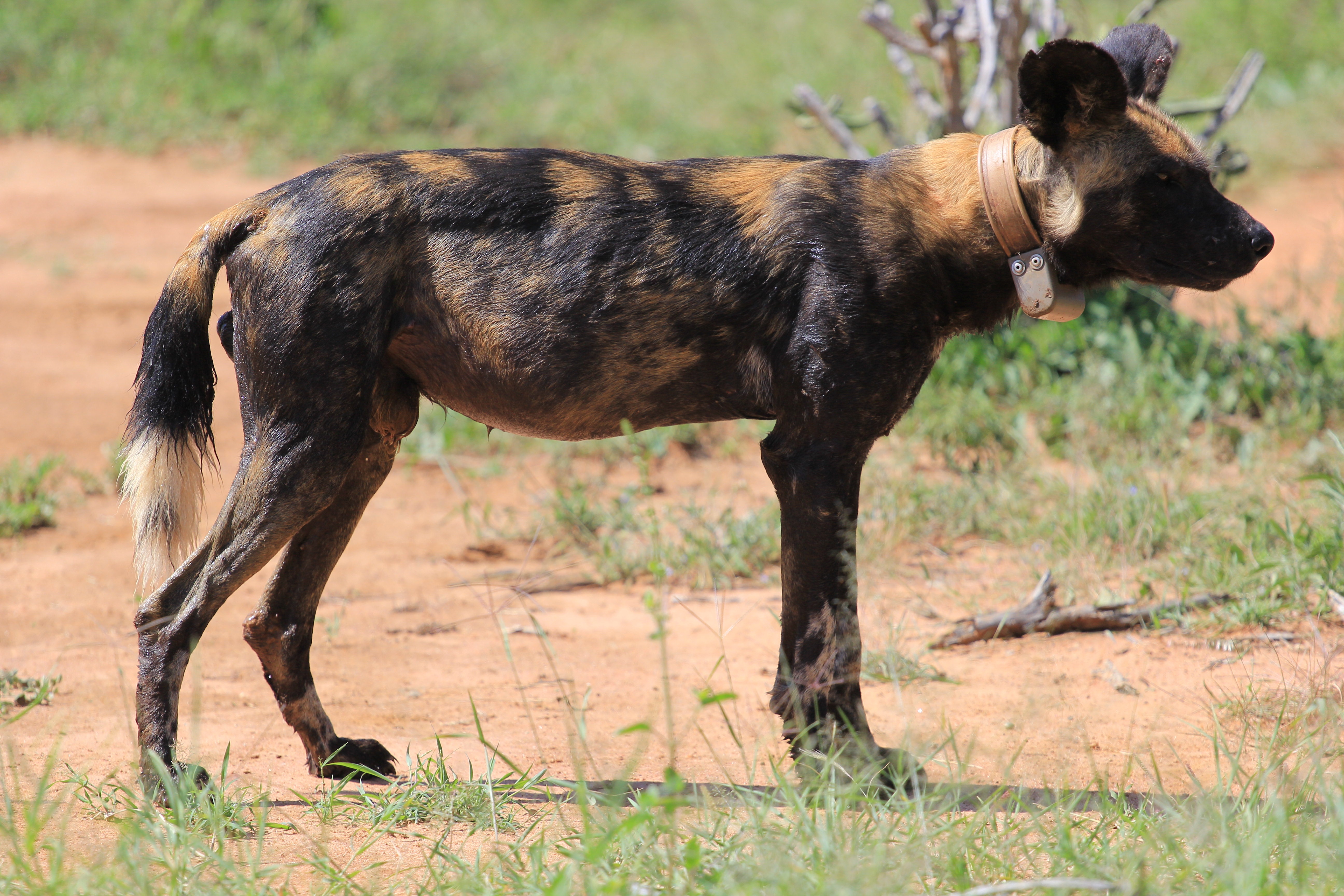 African Wild Dogs Image 17