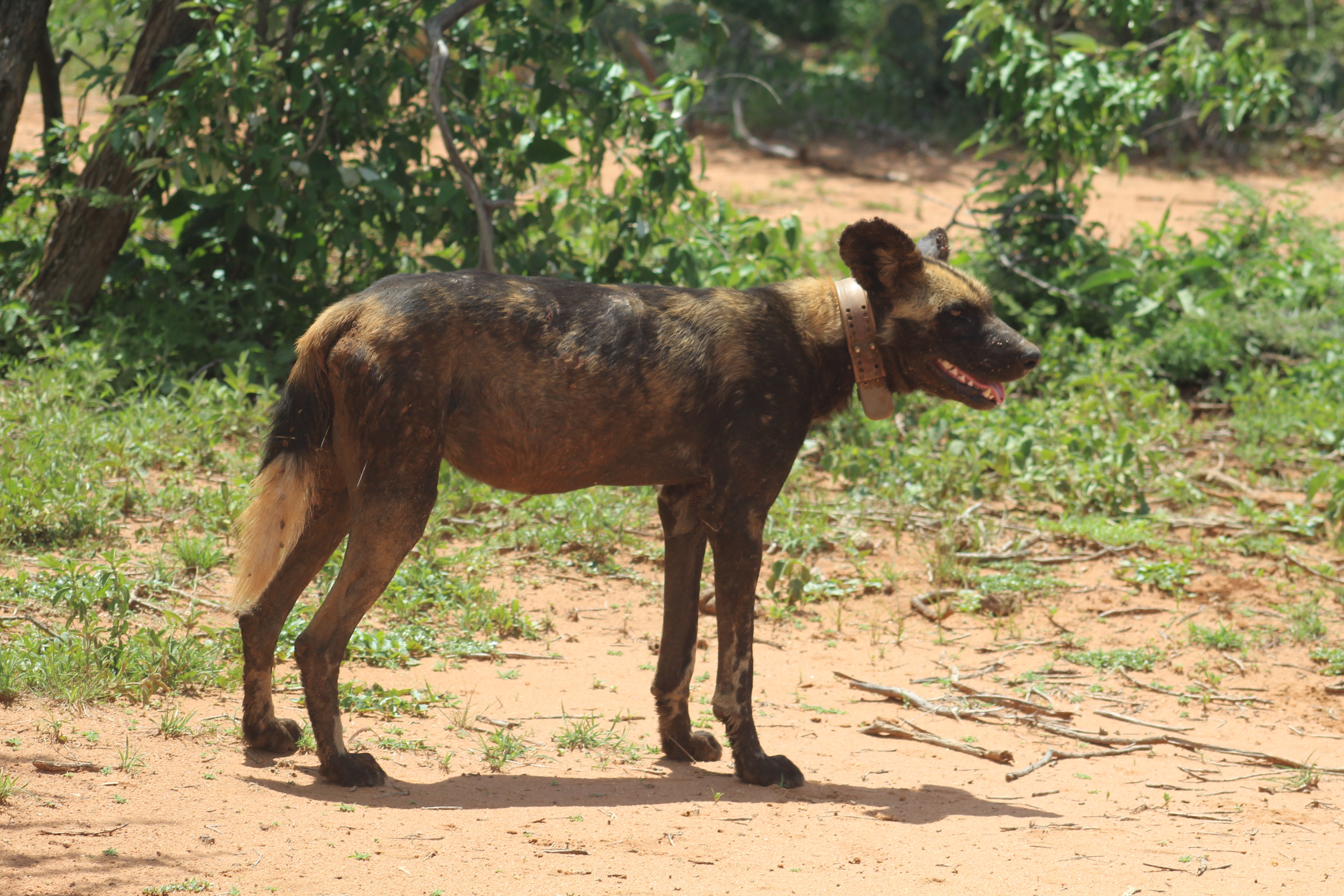 African Wild Dogs Image 2