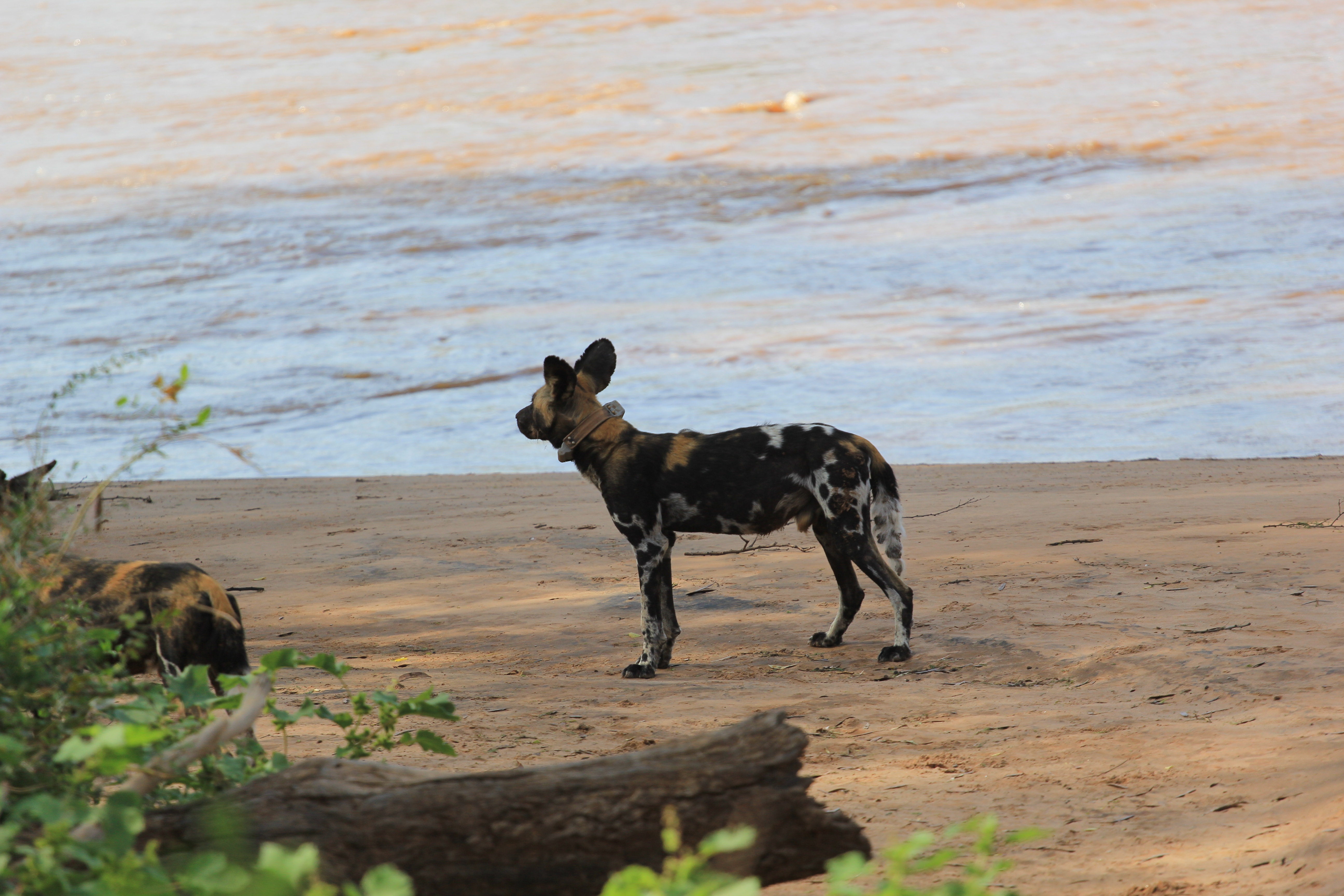 African Wild Dogs Image 22