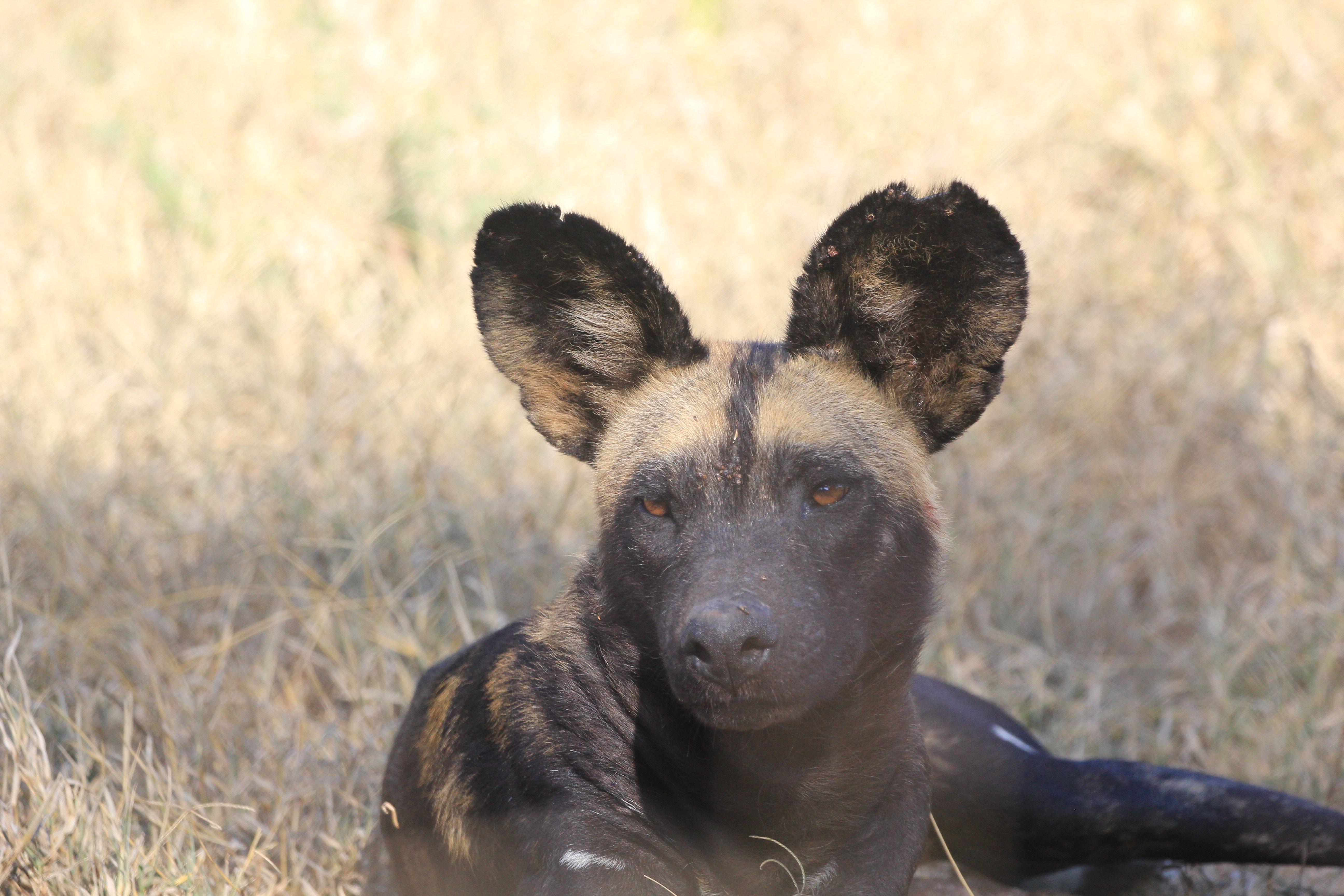 African Wild Dogs Image 24