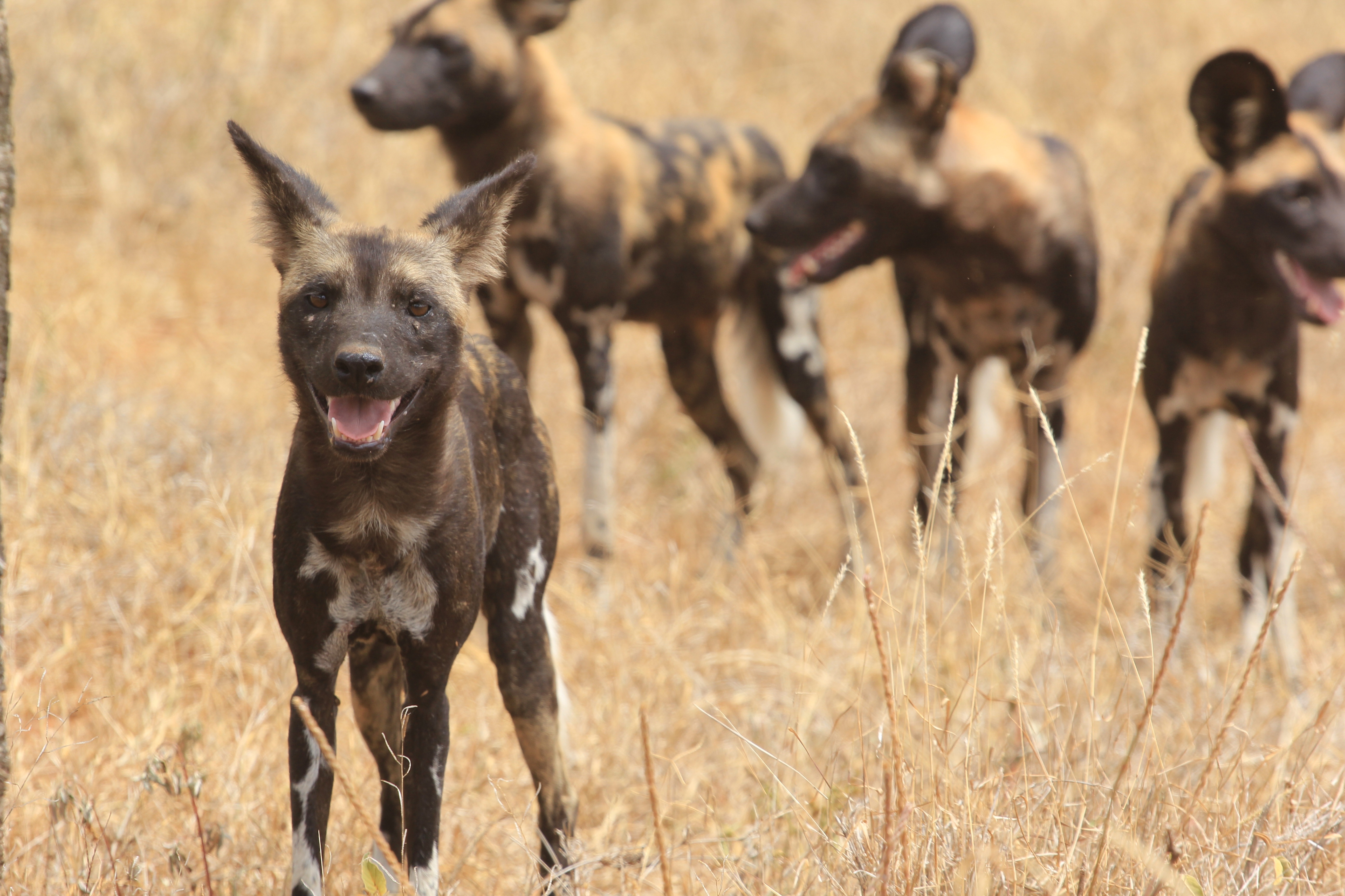 African Wild Dogs Image 5