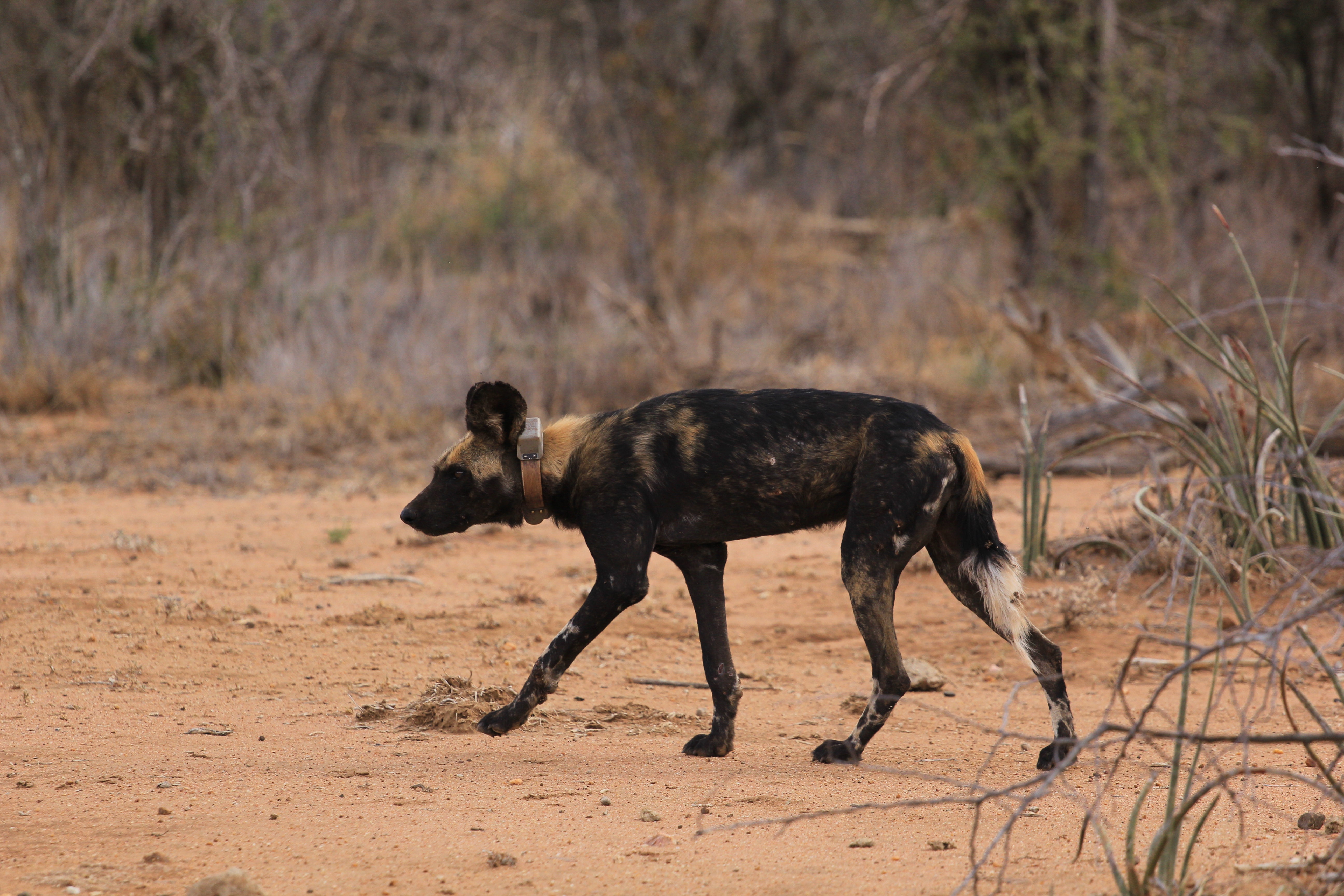 African Wild Dogs Image 9