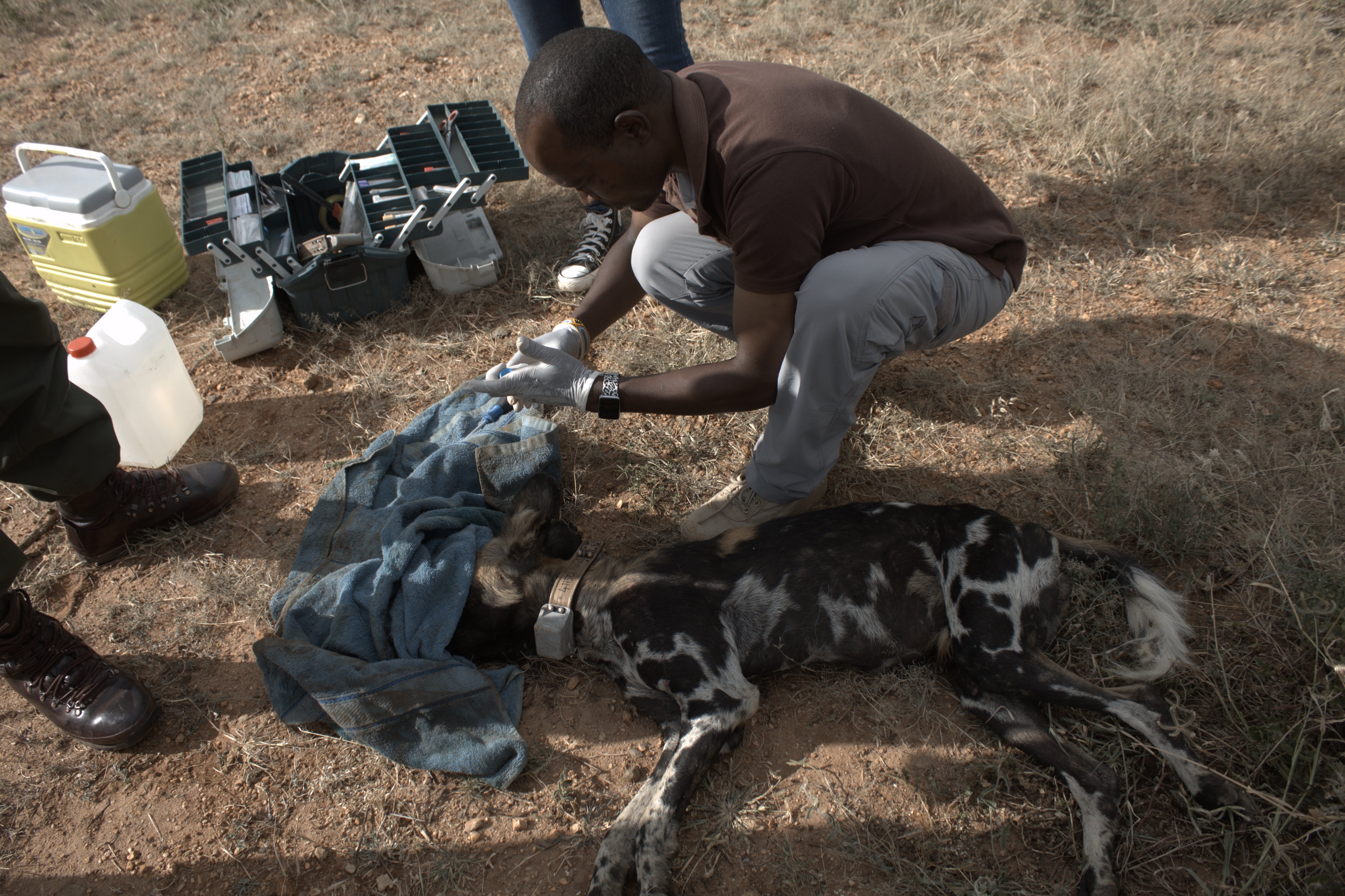 Collaring of African Wild Dogs Image 1
