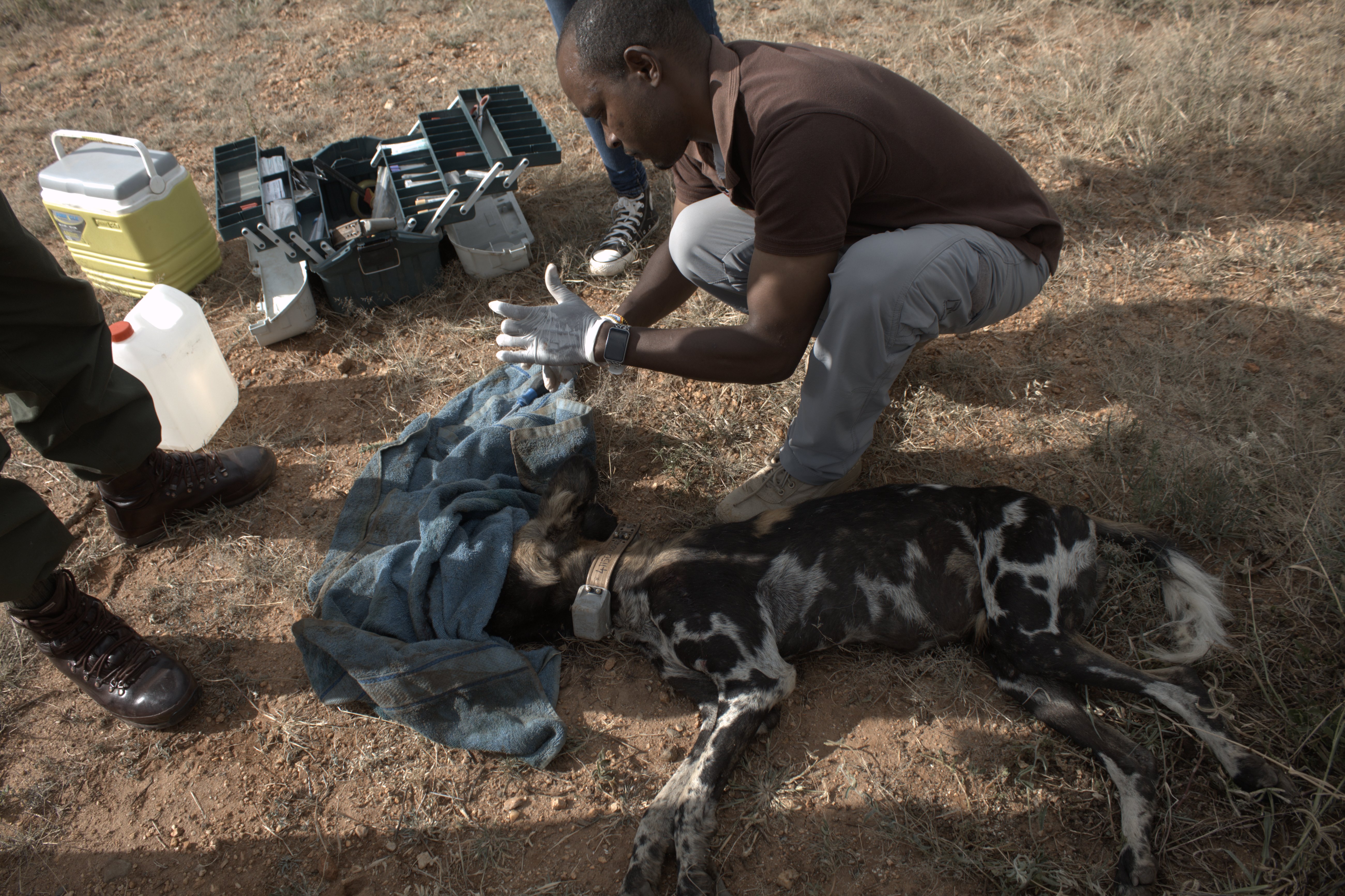 Collaring of African Wild Dogs Image 2