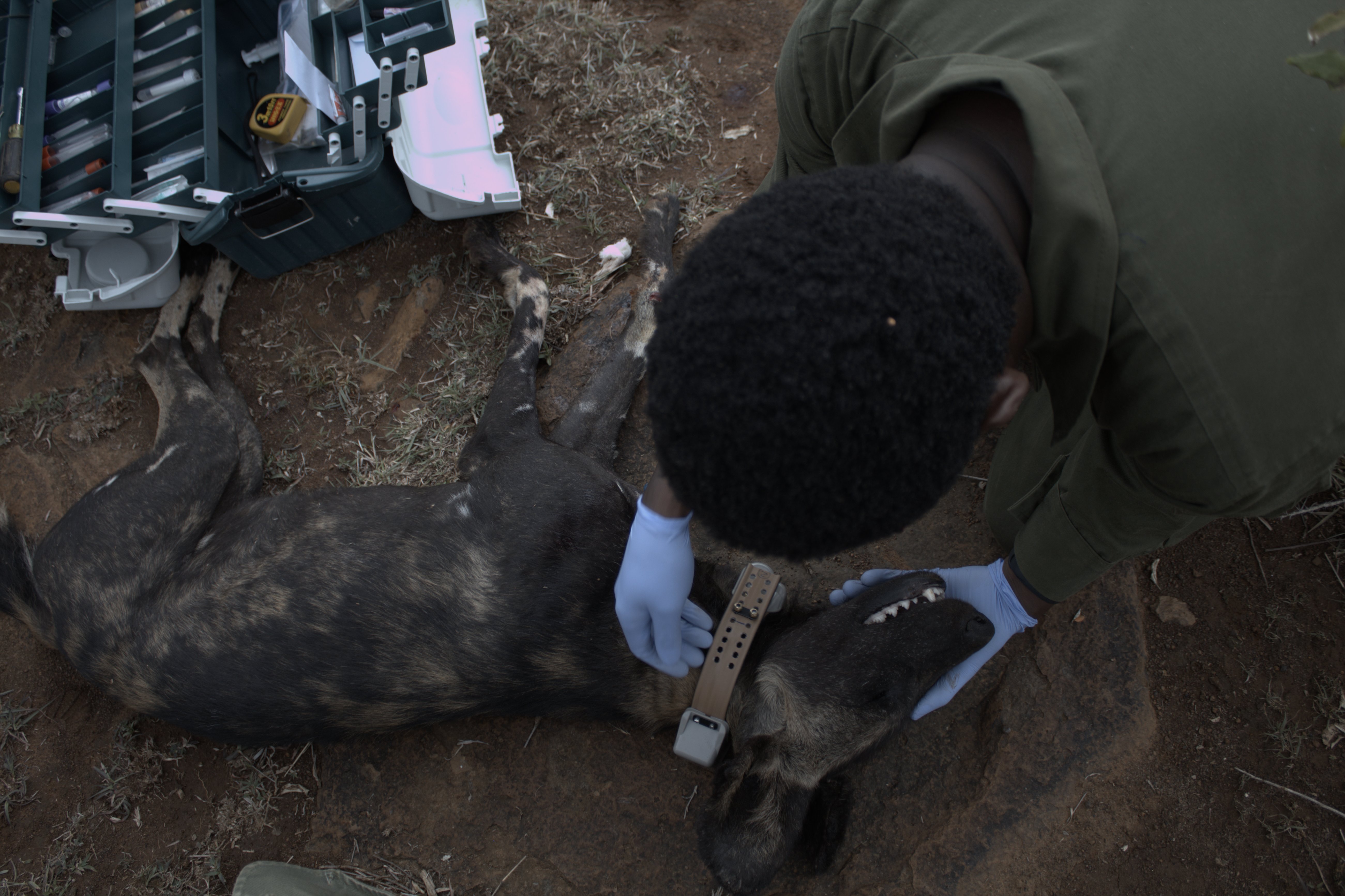 Collaring of African Wild Dogs Image 7