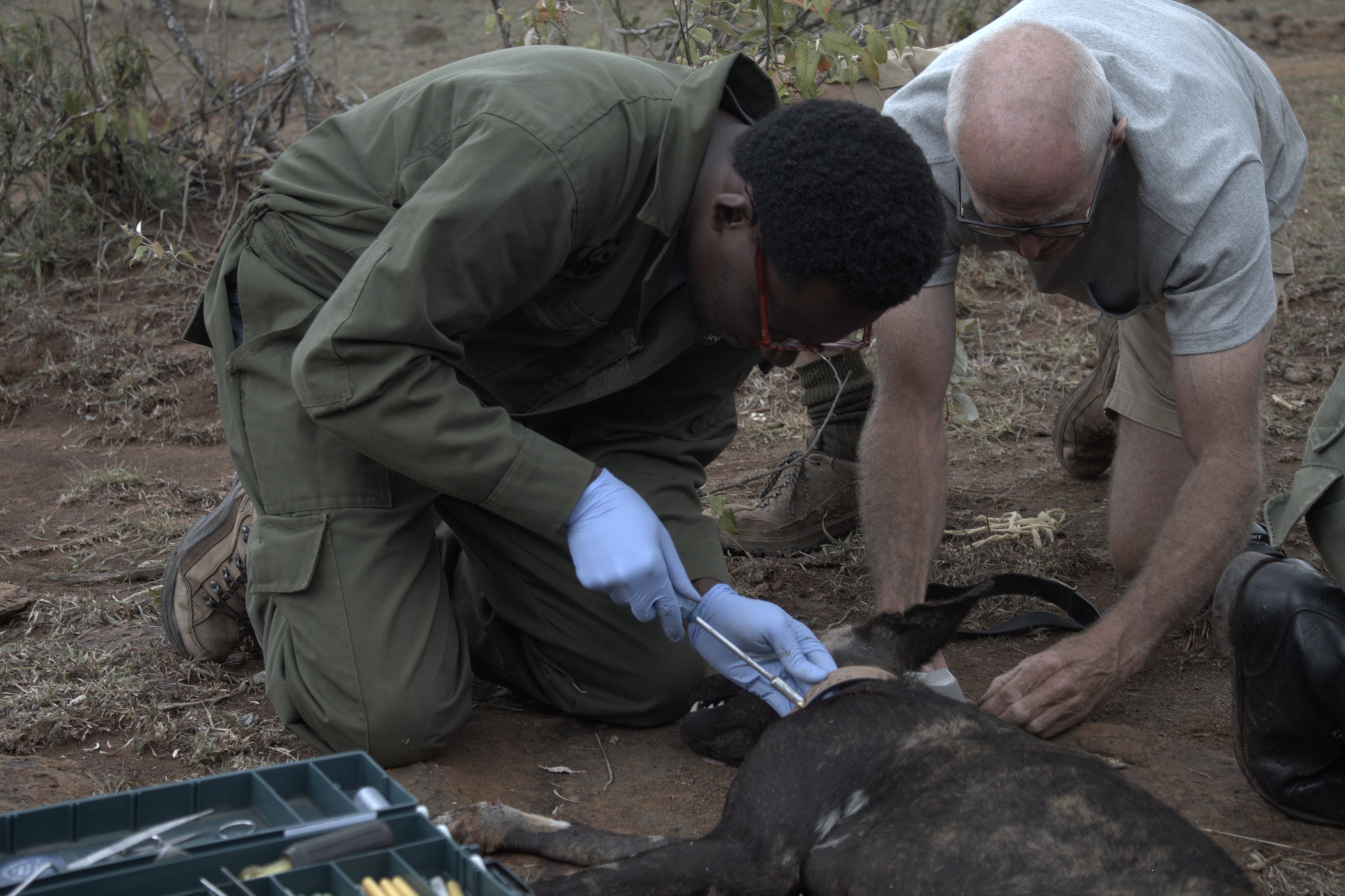 Collaring wild dogs
