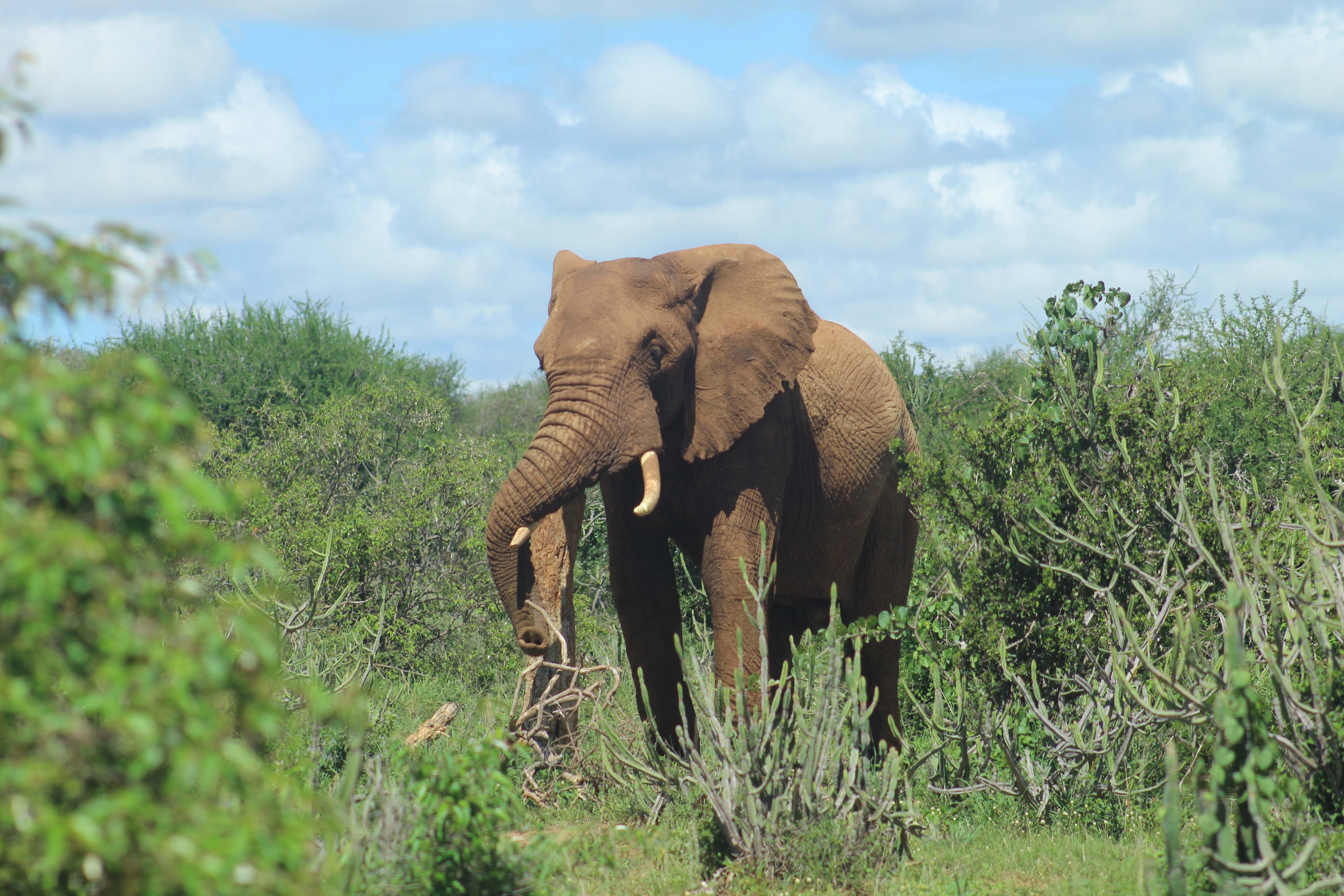 Wildlife Photography Image 1