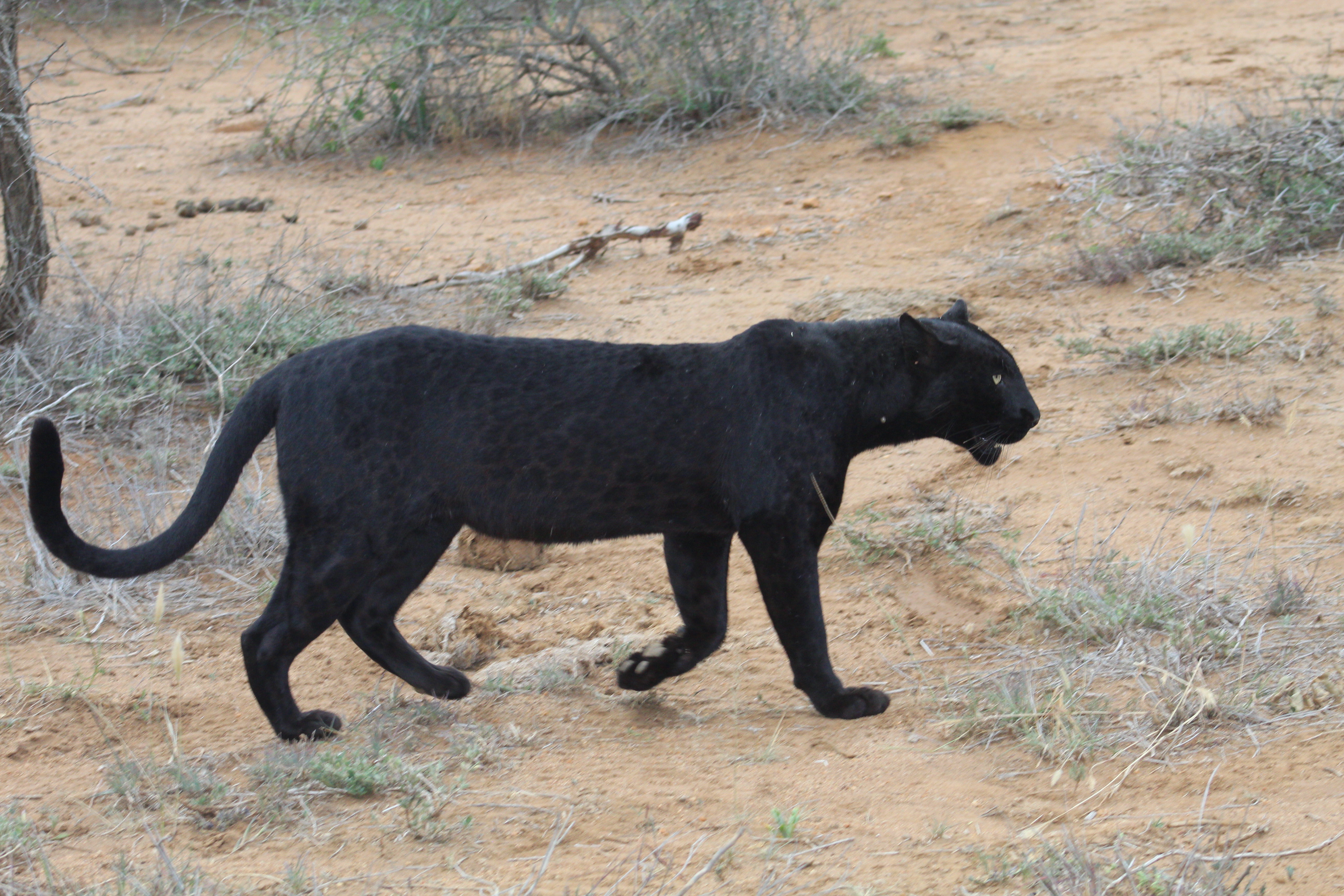 Wildlife Photography Image 10