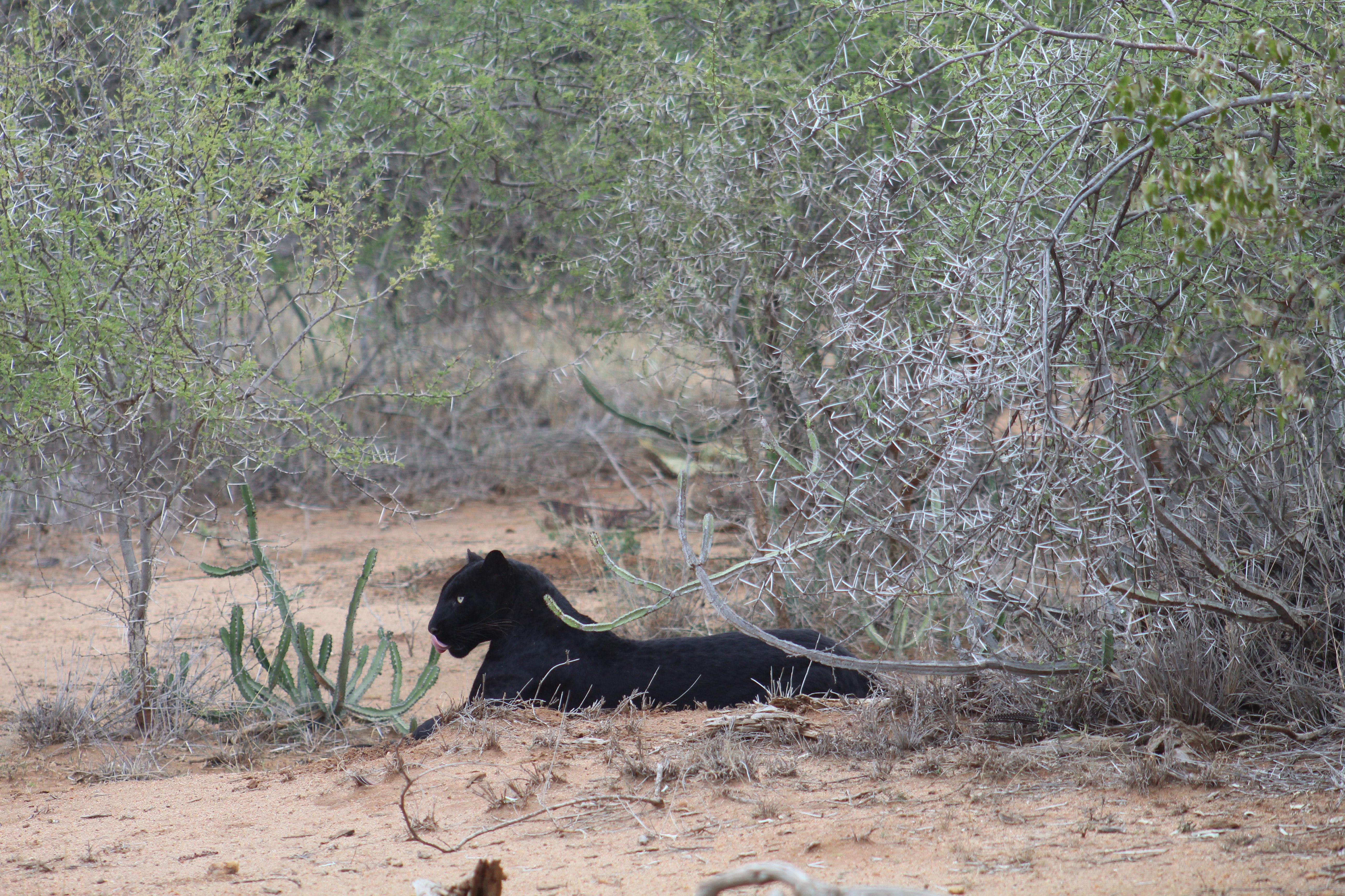 Wildlife Photography Image 11