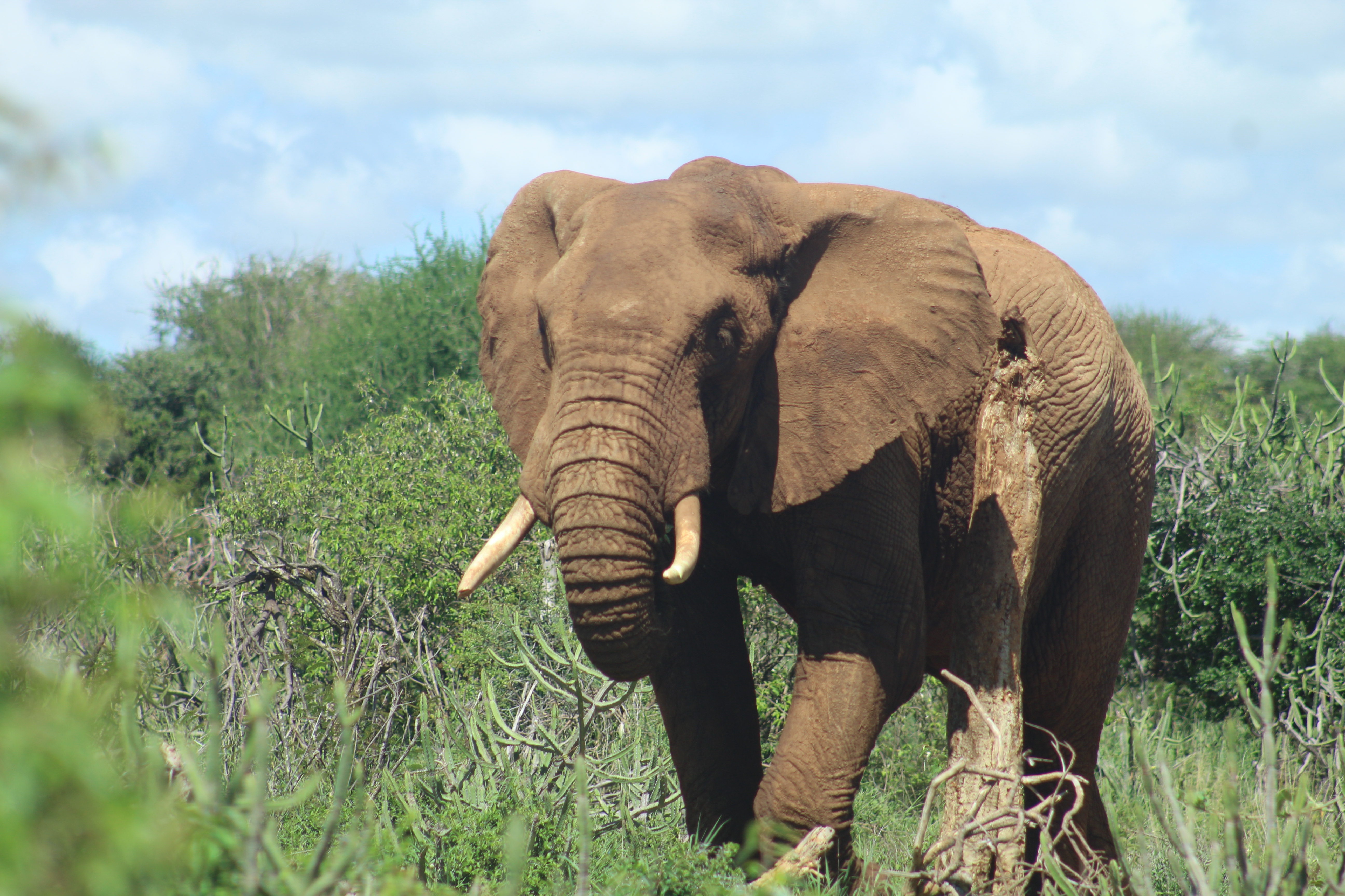 Wildlife Photography Image 2