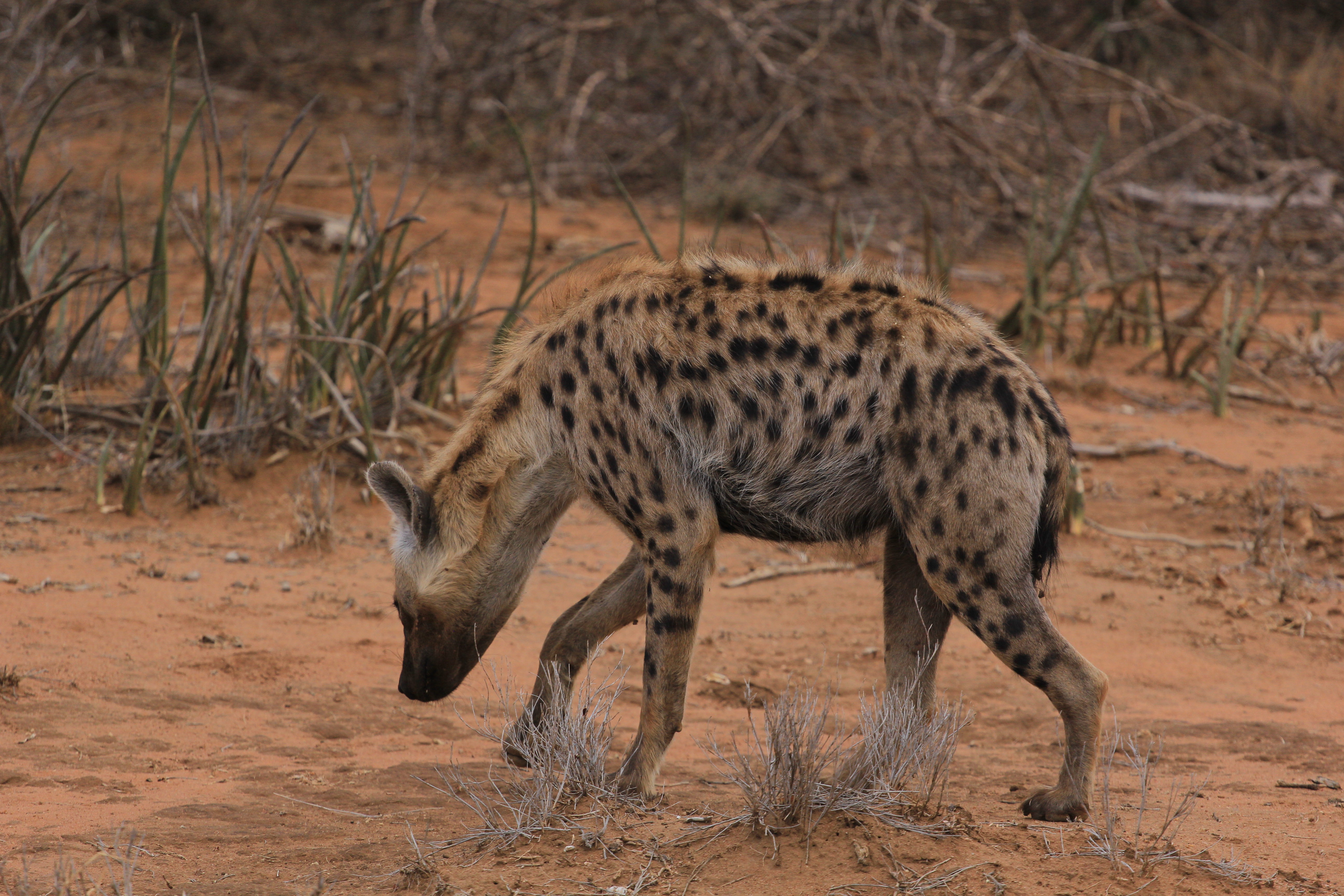 Wildlife Photography Image 5