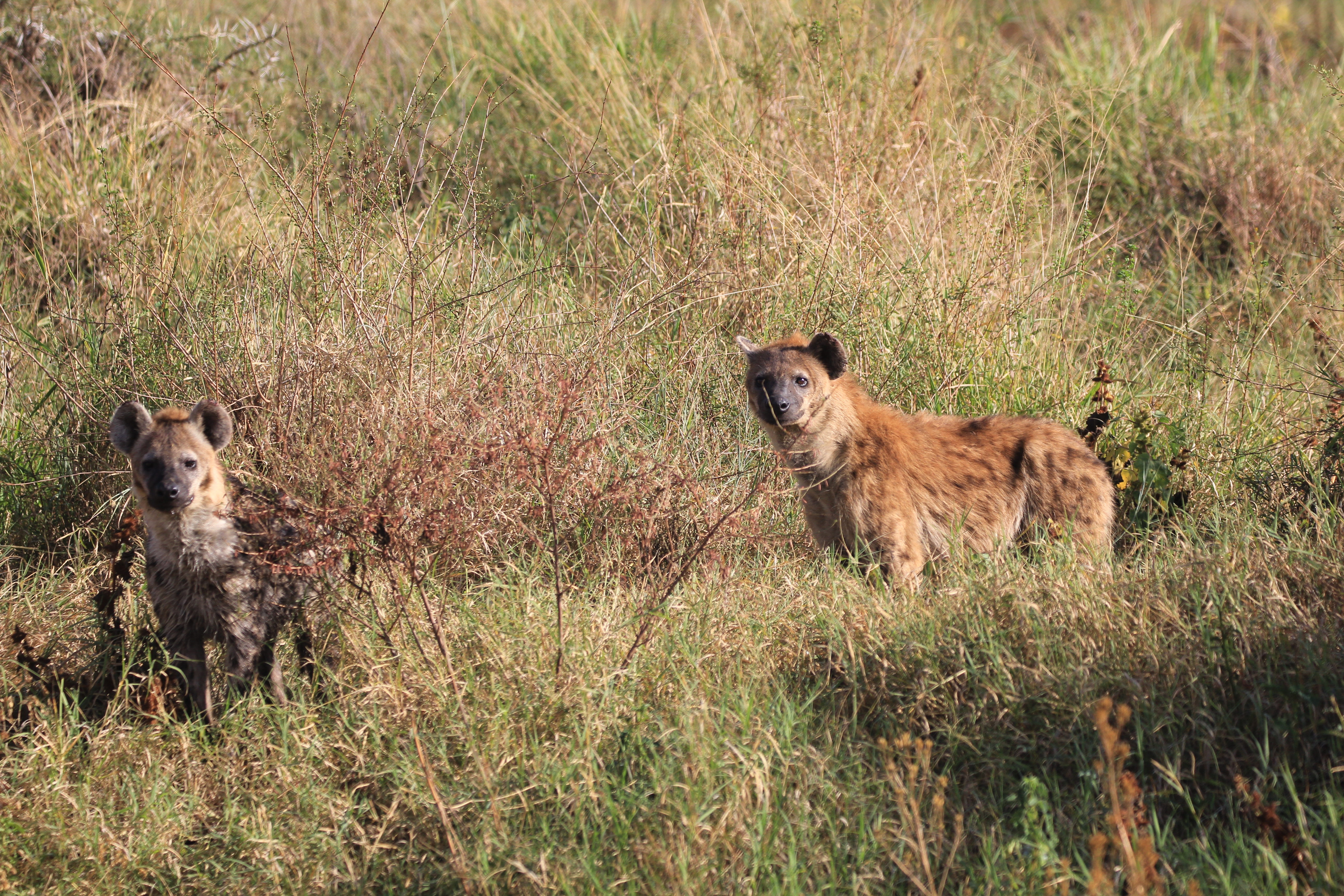 Wildlife Photography Image 6