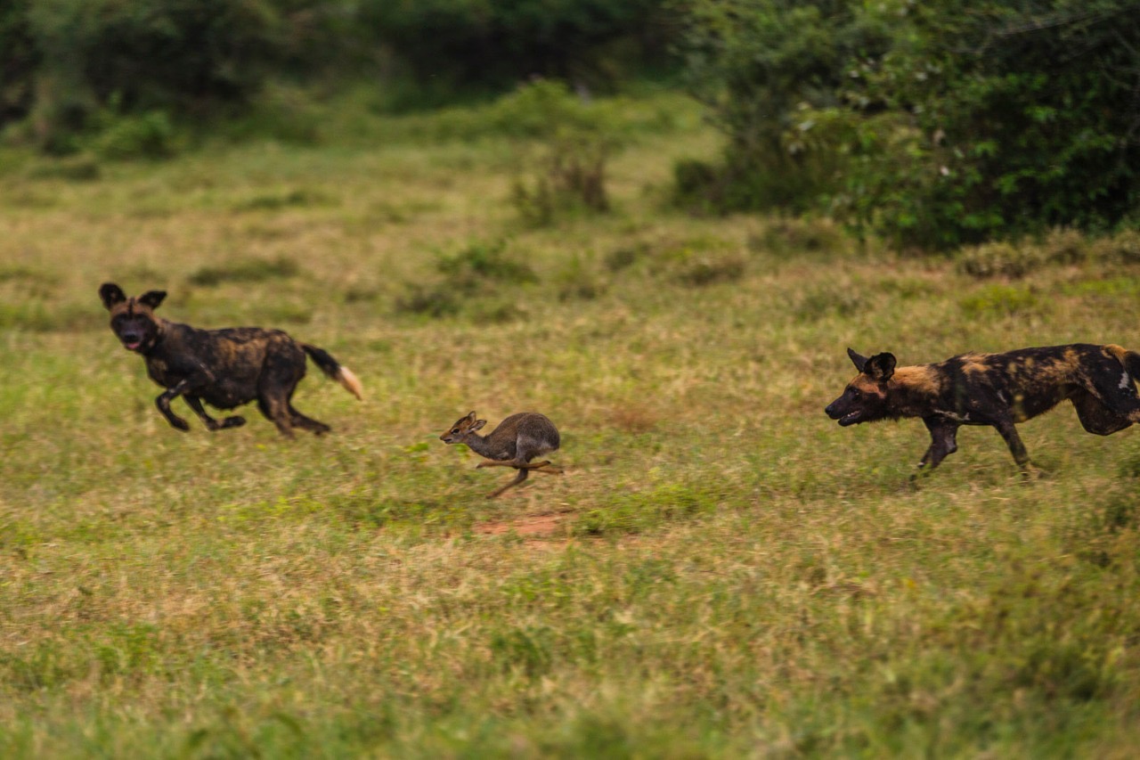 African Wild Dog Ecology